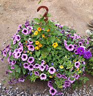 Barrington Mulch & Flower
